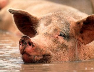 Pig-in-mud