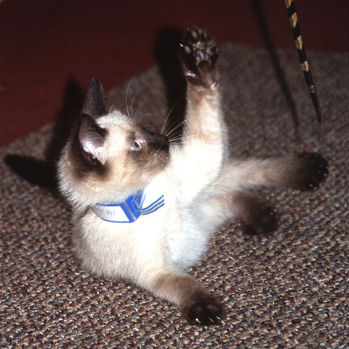 kitten clawing feather