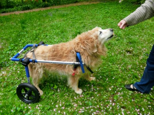 Byzy in his wheelchair
