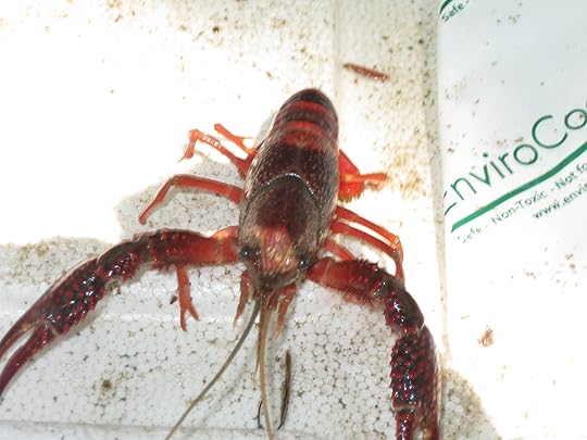 Crawfish