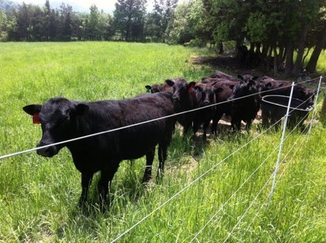 cattle.JPG