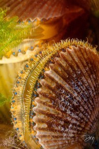 scallop-4