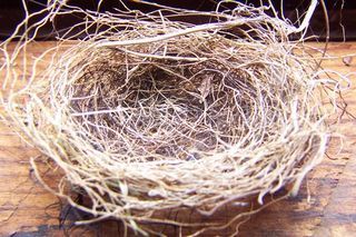 Empty_nest