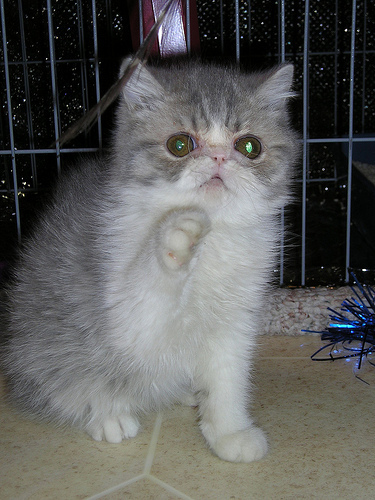 Exotic kitten 3