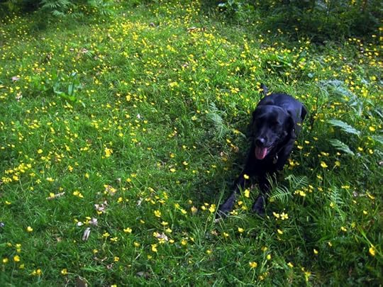 Tilly amid the buttercups 2