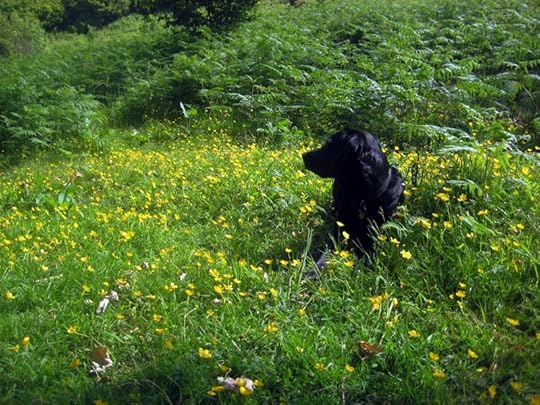 Tilly amid the buttercups 2
