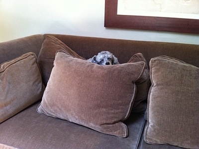 poodle fort