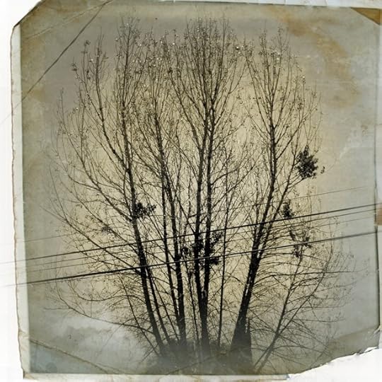 Mil ramas distintas.