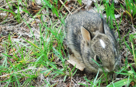 Chatfield Bunny