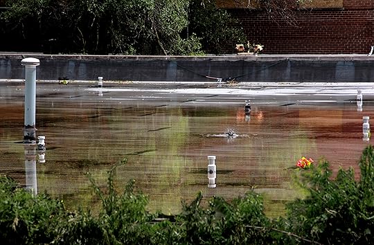 bird-bathing-on-roof-june-2011.jpg