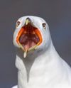 Gull-portrait-mircea-costina