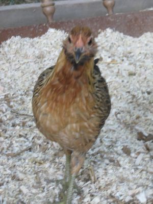 Delia - She may have image issues because her humans were positive she was a rooster. She still struts, but she clucks.