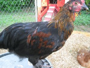 King Henry VIII - the only rooster, he is a pimp. He irritates his girls and struts around the coop as if he owns it. He gives PB the evil eye and crows if his humans walk away.