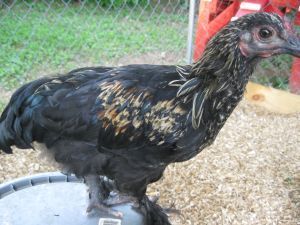 Mab - She's much prettier now than this picture does for her. Mab is a quiet bird that exudes intelligence and calm (unless you make a sudden move). She loves to peck at Mom's toe ring.
