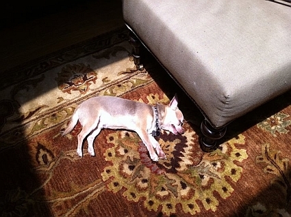 Frankie sunbathing