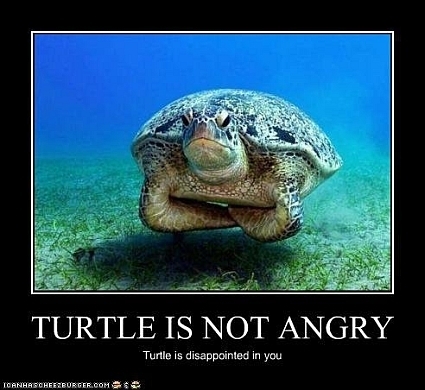 turtle not angry