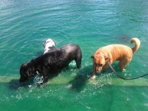 Water play at Millie Bush Bark Park