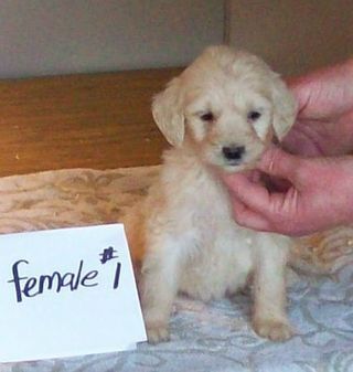 Lacey female#1-1