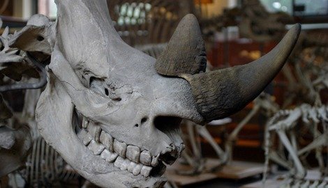 Gallery of anatomy in the National Museum of Natural History, Paris. iStock.