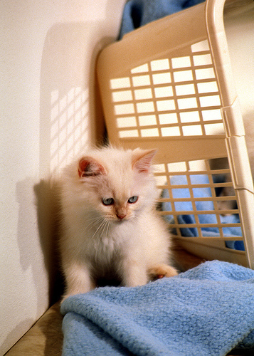 kitten with laundry basket