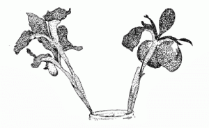 Stipple drawing for notecard