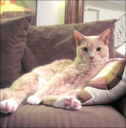 bob-on-sofa.jpg
