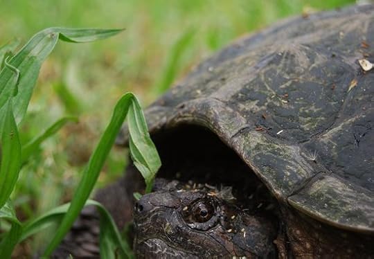 SnappingTurtle1