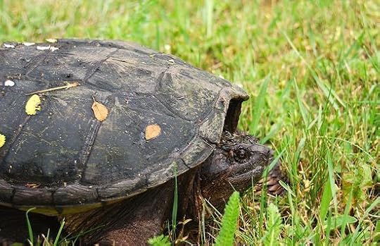 SnappingTurtle2