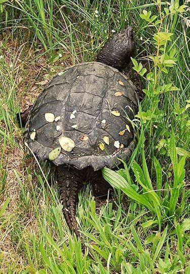 SnappingTurtle3