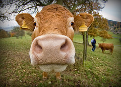 apocalypse cow