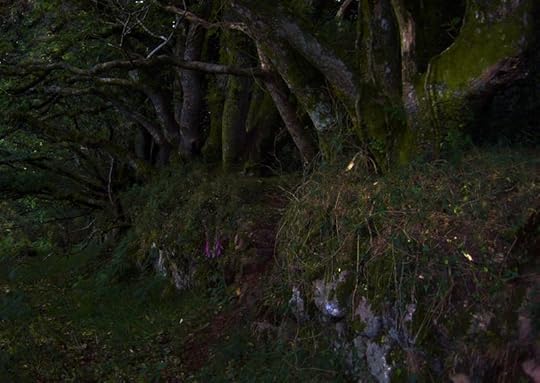 Woodland at daybreak