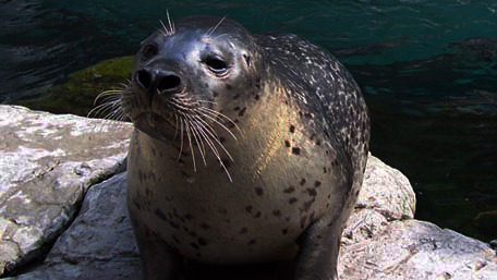 Boston harbor seal