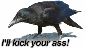 Science shows that crows are the biker gangs of the sky