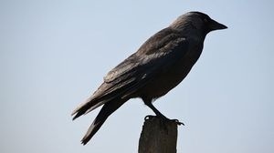 Science shows that crows are the biker gangs of the sky