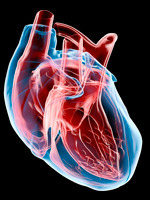 How to Keep Your Heart Healthy