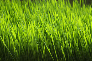 wheatgrass