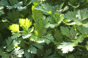 parsley (2)