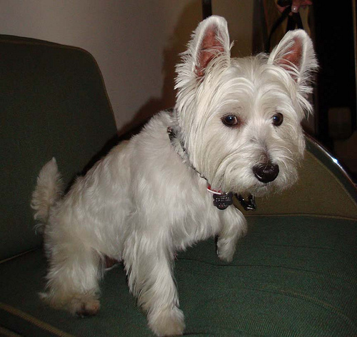 Sammy the Westie