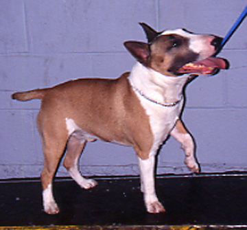 min bull terrier