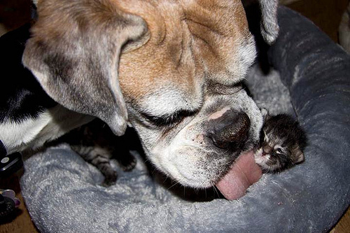 BoxerAndKitten-TonyaJensen