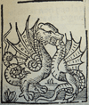 lizard