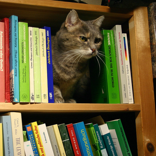 Shelf the cat I