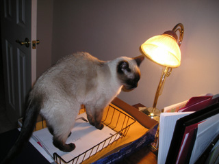 seren in file basket