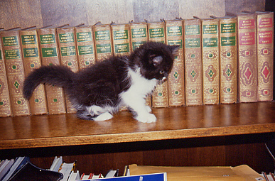 kitten on bookcase