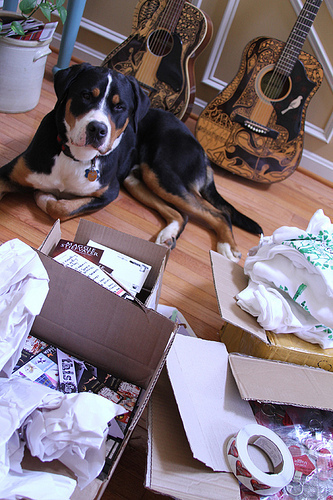 Everything but the dog