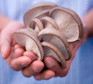 Back-to-the-Roots-mushrooms