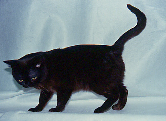 Burmese