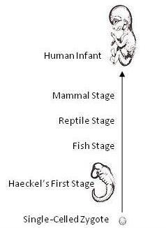 model1haeckel.jpg