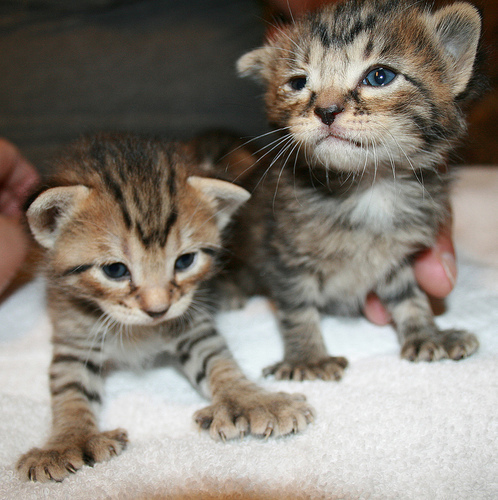 7-7, seven-toed kittens 3