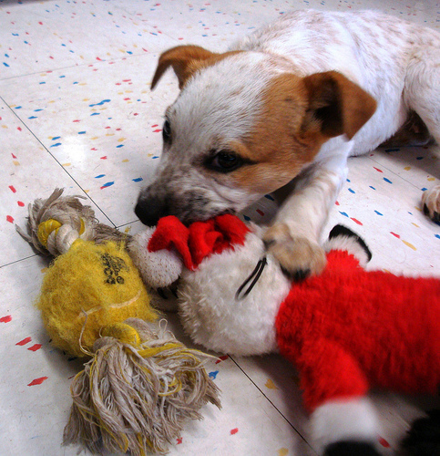 Serious bizness, this chewing
